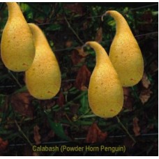 12 Calabash (Powder Horn or Penguin) ( out of stock )