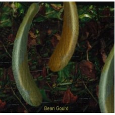 13 Bean Gourd (out of Stock)