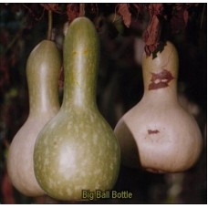 14 Big Ball Bottle Seed