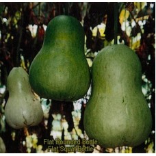 20A Flat Rounded Bottle seed