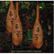 25 Club (Japanese Bottle) Nagahyo  (Out of stock)