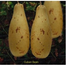 27 Fat Bean.  (out of stock)