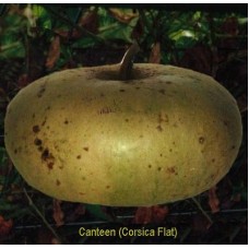 30 Canteen Seed,(Corsica Flat) 
