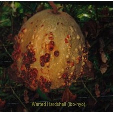 31 Warted Hardshell Seed (Ibo-hyo)  (out of  stock)